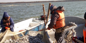 Заседание Ленинградского областного рыбохозяйственного Совета